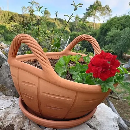 Σπίτι διακοπών Quinta Do Castelo, Madeira Olho Marinho
