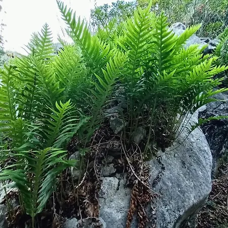 Σπίτι διακοπών Quinta Do Castelo, Madeira Olho Marinho
