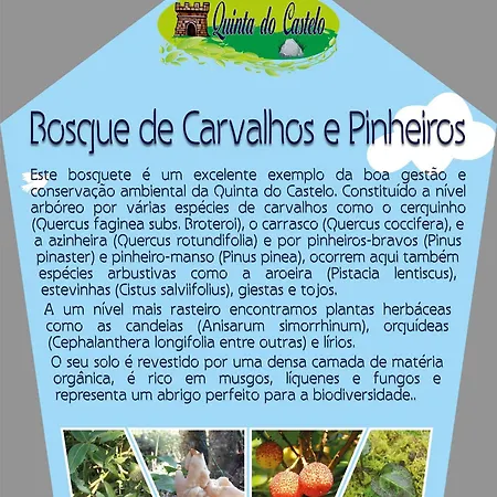 Quinta Do Castelo, Madeira Σπίτι διακοπών *