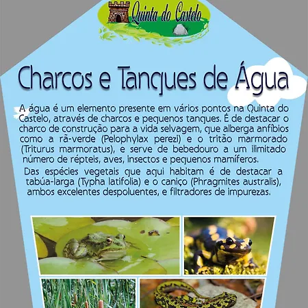 Quinta Do Castelo, Madeira Сasa de vacaciones Olho Marinho